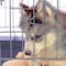 Pet Adobe Set of 2 Stainless Steel Hanging Pet Bowls, Cage, Kennel, for Food and Water, Dogs / Cats, 20-Fl Oz 549386BEY - alternate 5